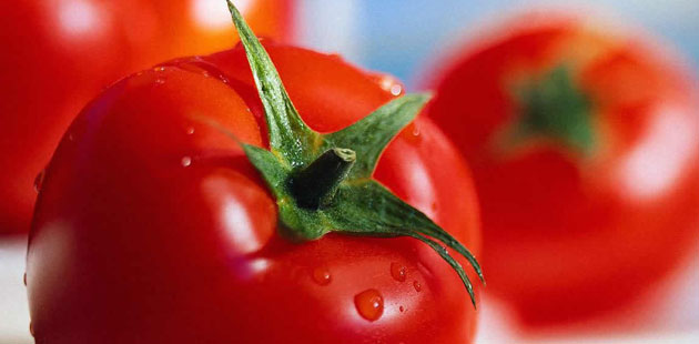 U ovoj godini sedam miliona evra Albaniji za paradajz 